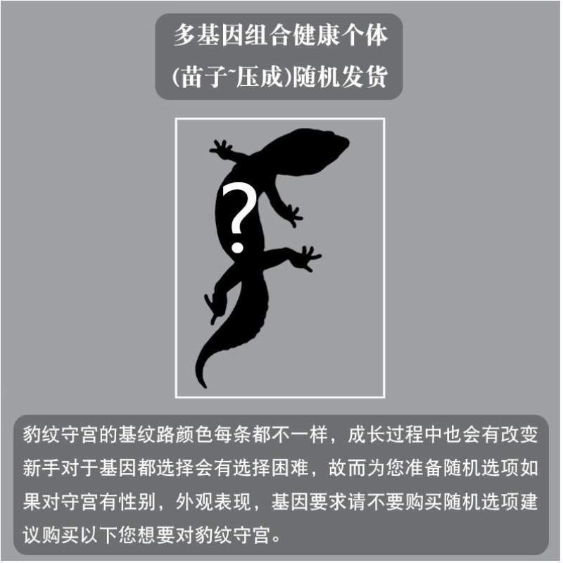 守宫宠物豹纹养新手活物宠温顺肥尾爬入门级学生蜥蜴守宫懒人可爱