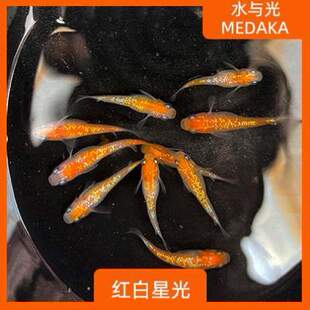 养耐活青锵鳉组好观背冷水鱼繁殖观背游鱼群星光无需打红白青淡水