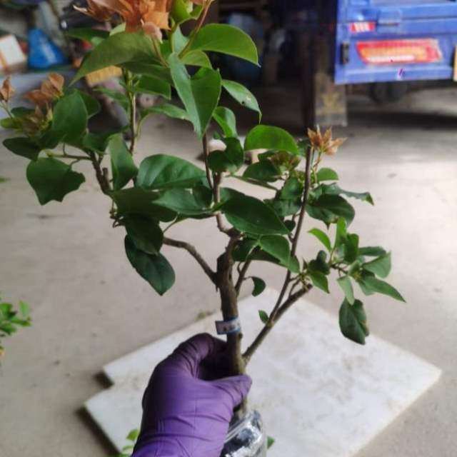 橙包邮自动重瓣元48三角梅本店满三角梅,鲜花速递/花卉仿真/绿植园艺,造型盆景,淘宝优惠券,粉丝福利购,淘宝优惠卷