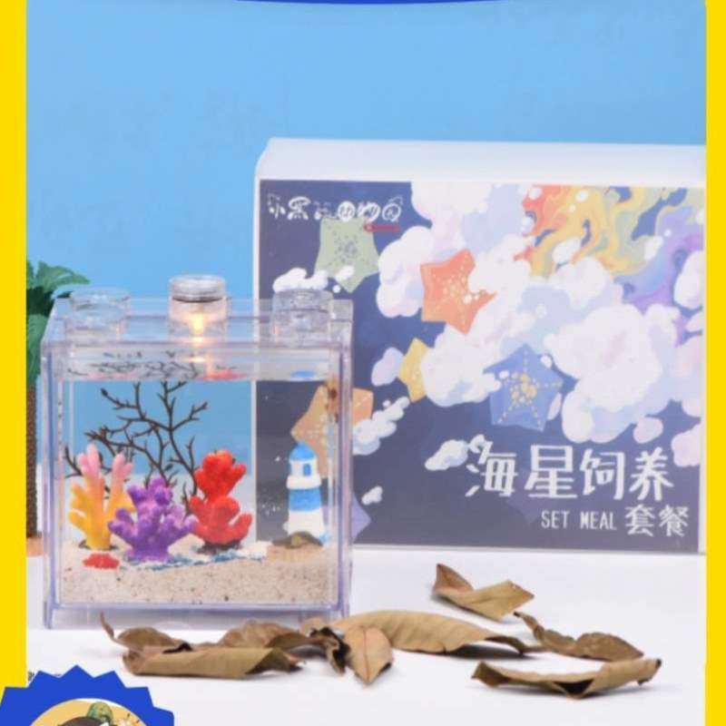 派桌面上小海燕海星款的创意宠物礼品大星奇特宠物礼盒海星