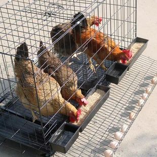 鸡笼子家用大号加粗加密养殖笼可折叠自动滚蛋清粪鸡舍鸭鹅兔笼子