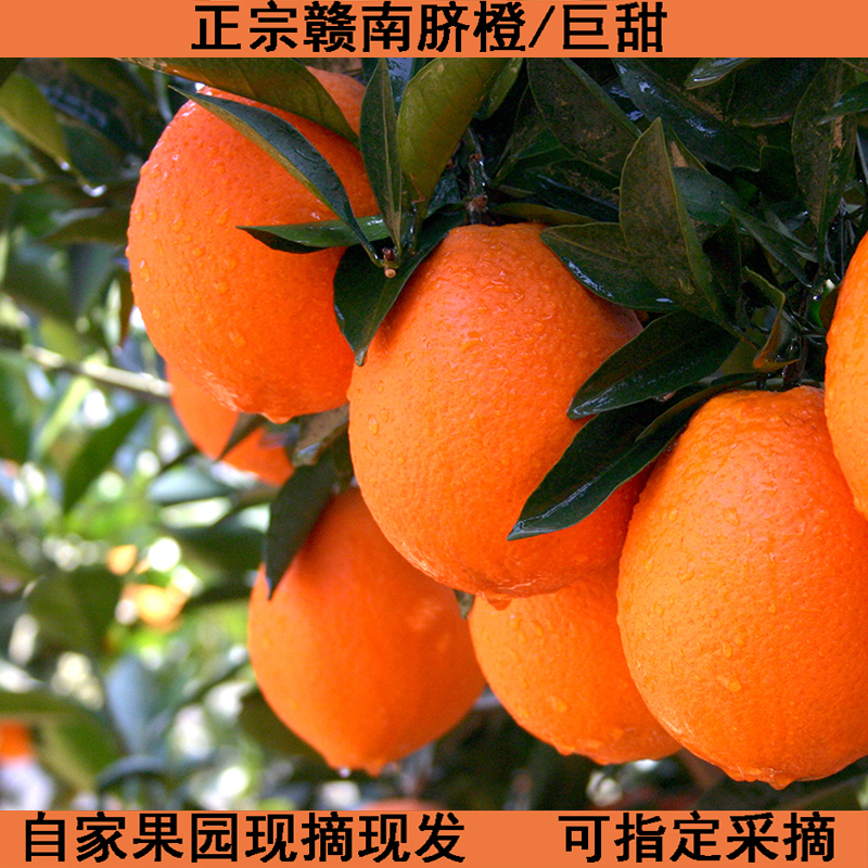 正宗赣南脐橙寻乌产地现摘现发