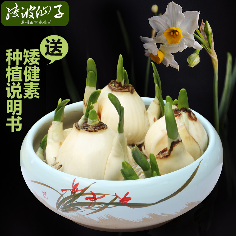 漳州水仙花种球正宗水养室内花秋冬水培植物水仙种子生长日记观察