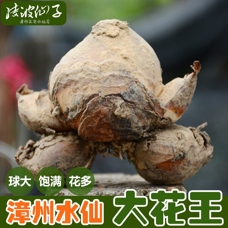 【大花王】漳州水仙花种球大球单瓣多花水培花卉精选种球适合雕刻