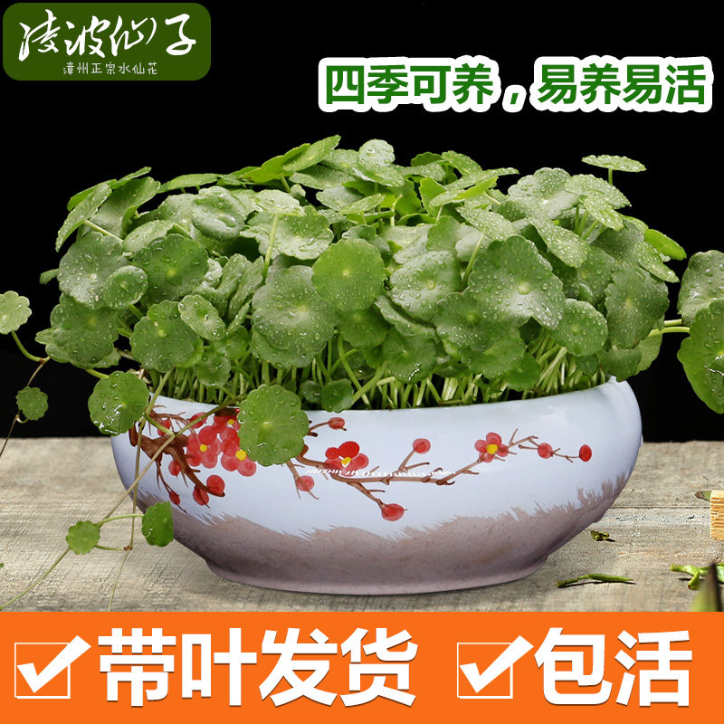 铜钱草带叶水培植物盆栽室内四季可养小绿植