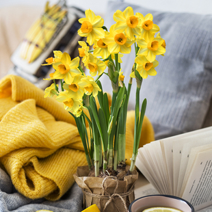 【金水仙】【漳州黄水仙】漳州水仙花种球新品冬季花卉客厅盆栽