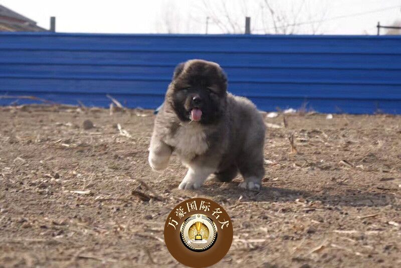 北京出售看家护卫纯种高加索幼犬大骨量宠物狗保健康包邮北京上门