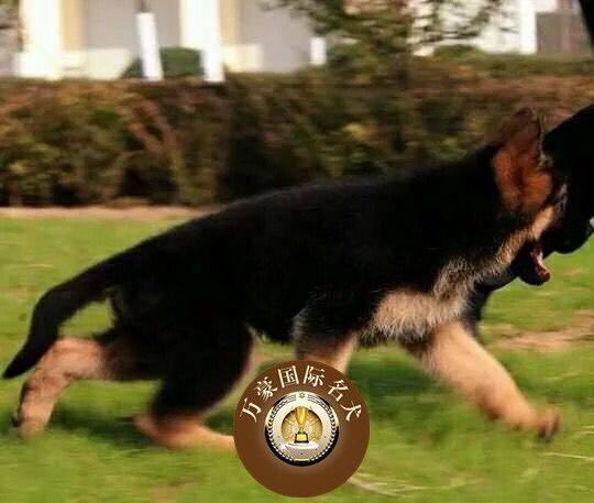 北京狗场出售纯种德国牧羊幼犬 锤系黑背宠物狗活体 北京可上门