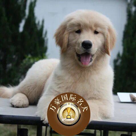 北京正规狗场出售纯种金毛幼犬 赛级血统宠物狗活体 外地可空运