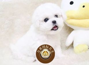 可发货 北京犬舍出售赛级血统比熊幼犬纯种品质 茶杯白色宠物狗