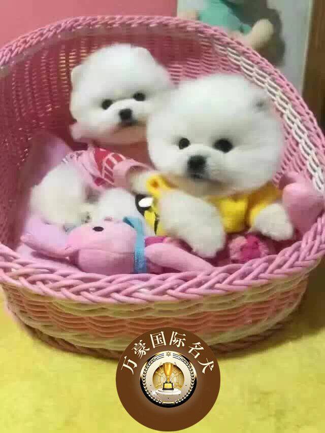 纯种血统哈多利球体奶油色博美犬幼犬 黄色俊杰活体宠物狗 可送货