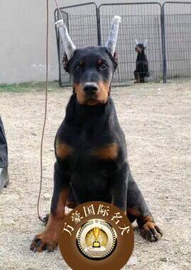 纯种出售活体立耳杜宾犬