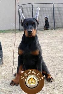 纯种赛级血统美系杜宾犬幼犬出售德系杜宾活体立耳宠物狗外地包邮