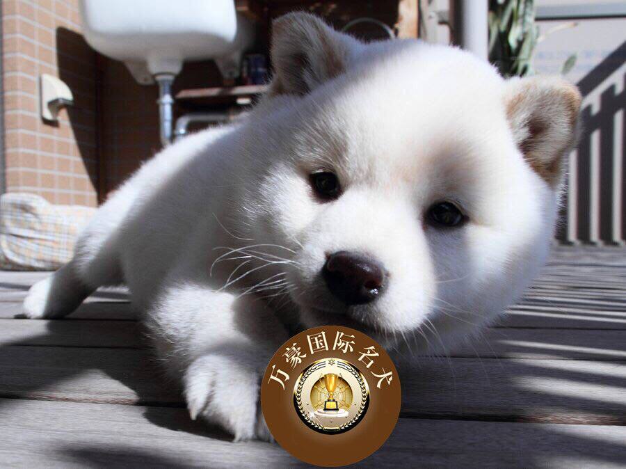 北京正规犬舍出售纯种日系白色柴犬幼犬 赤色宠物狗活体 可送货