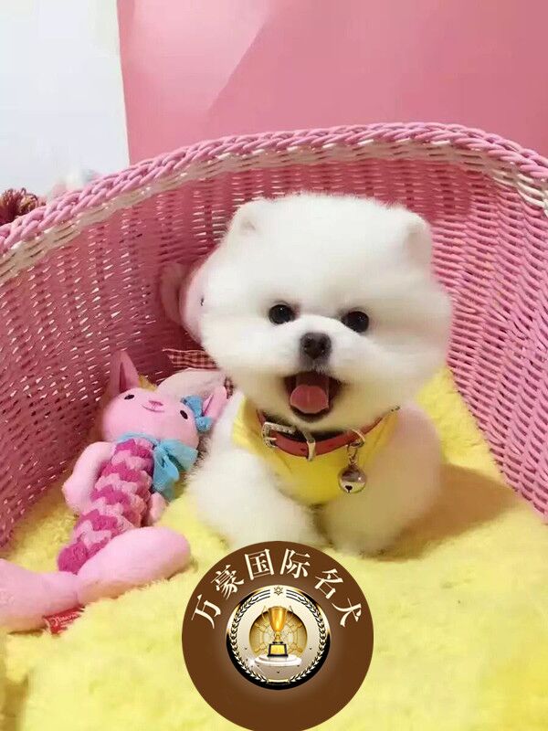 犬舍哈多利宠物狗狗北京可送货图片