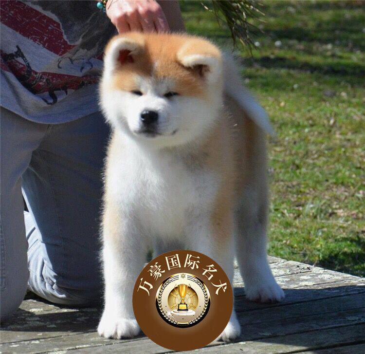 北京犬舍出售赛级血统纯种日本系秋田幼犬宠物狗活体外地空运