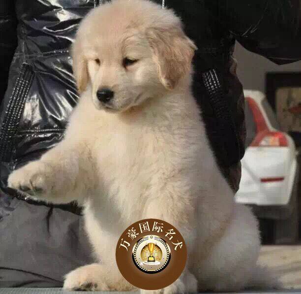 精品纯种赛级金毛狗狗 金毛犬幼犬出售活体宠物狗 北京可送货上门