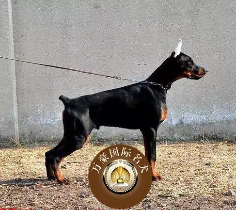 出售赛级杜宾犬纯种活体幼犬德系美系立耳护卫犬大型宠物狗狗幼崽