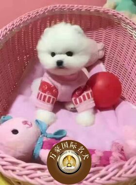北京狗场出售茶杯球体博美幼犬奶油白色茶杯宠物狗活体 外地包运