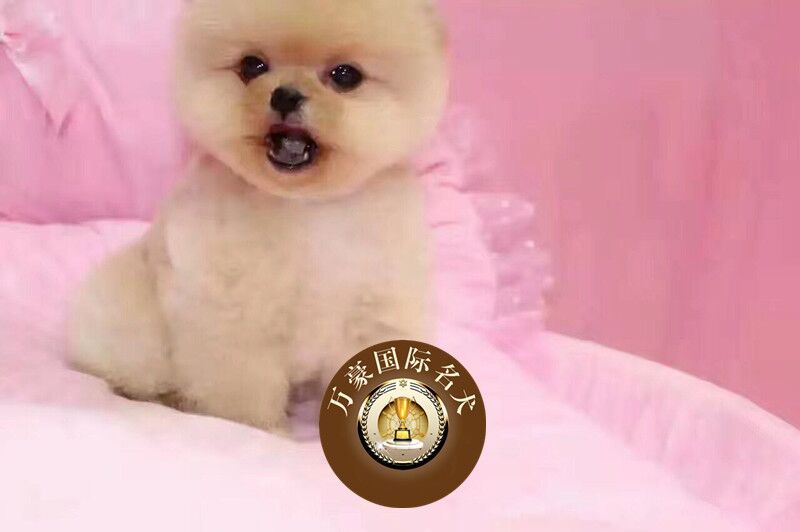 出售哈多利黄色长不大茶杯博美犬