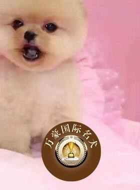 出售哈多利黄色长不大茶杯博美犬