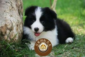 北京正规犬舍出售纯种边境牧羊幼犬 黑白色宠物狗活体 外地可空运
