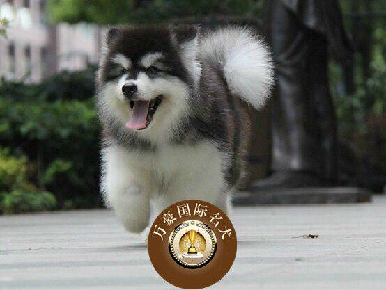 狗狗纯种阿拉斯加雪橇犬巨型犬阿拉斯加纯种幼犬桃脸十字脸