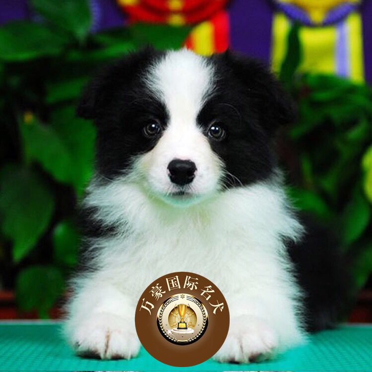边境牧羊犬纯种幼犬 出售赛级血统黑白色边牧犬宠物狗狗三通七白