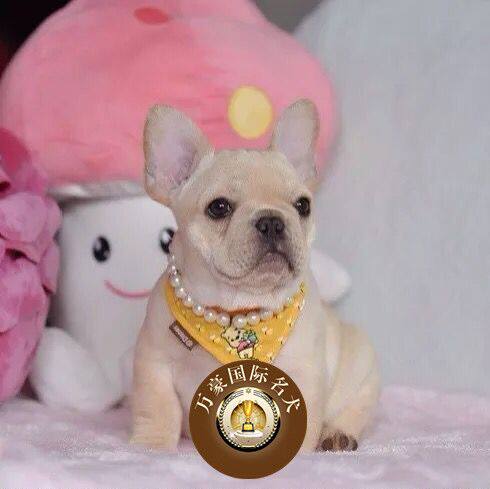 北京犬舍出售纯种法国斗牛幼犬 赛级奶油色宠物狗活体 可上门挑选