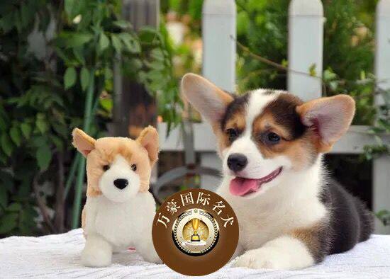 北京犬舍出售纯种威尔士柯基幼犬 三色赛级宠物狗活体 外地可空运