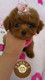 北京狗场出售纯种茶杯体泰迪幼犬 棕红色贵宾宠物狗活体 可送货