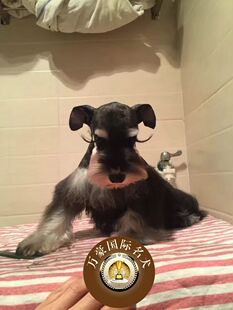 北京犬舍出售纯种雪纳瑞幼犬黑银椒盐色赛级宠物狗活体 外地空运