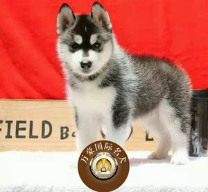北京狗场出售赛级哈士奇幼犬 纯种黑色雪橇宠物狗活体 外地包邮