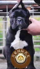 纯种血统巨型卡斯罗幼犬赛级宠物狗1