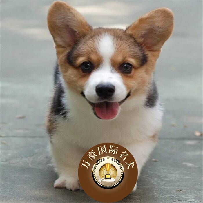 北京正规狗场出售纯种血统威尔士柯基幼犬 三色宠物狗活体 可空运