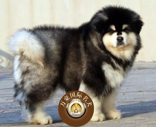 巨型赛级阿拉斯加犬宠物幼犬出售宠物狗狗雪橇犬