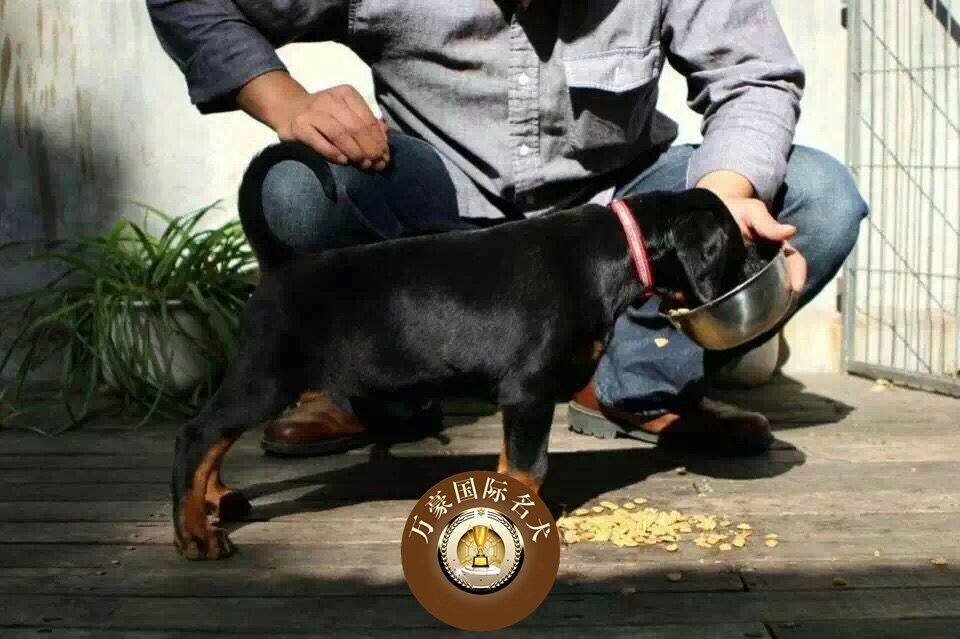 北京犬舍出售纯种德系杜宾幼犬 赛级铁包金宠物狗活体 可空运