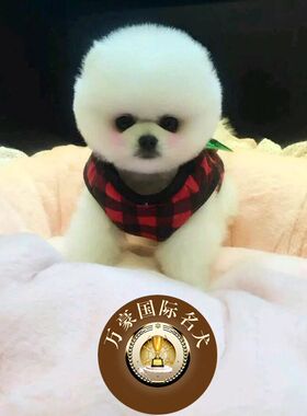 北京狗场出售茶杯球体博美幼犬奶油白色茶杯宠物狗活体 外地包运