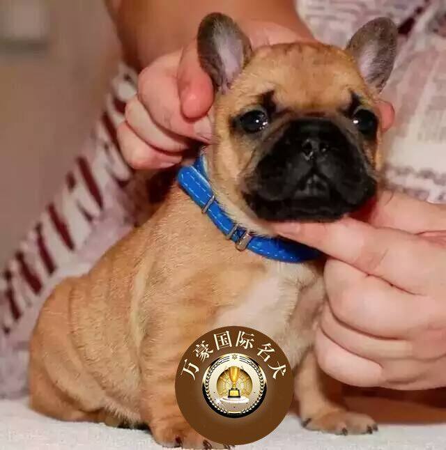 北京出售纯种法国红色活体幼犬