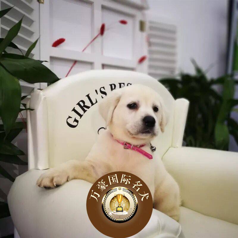 北京狗场出售纯种白色拉布拉多幼犬 宠物狗活体 北京及周边可送货