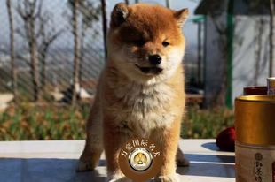 出售纯种日系赤色柴幼犬 北京及周边可送货上门 赛级宠物狗活体
