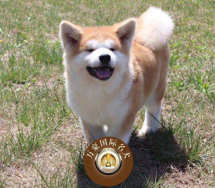 纯种血统日本秋田犬幼犬 出售日系秋田活体宠物狗 可送货发货