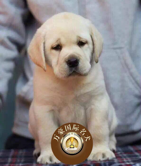 北京犬舍出售纯种奶油白色拉布拉多狗狗 赛级宠物幼犬活体 可空运