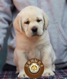 北京犬舍出售纯种奶油白色拉布拉多狗狗 可空运 赛级宠物幼犬活体