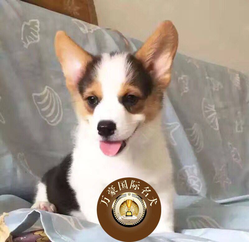 北京犬舍出售纯种威尔士柯基幼犬 三色赛级宠物狗活体 外地可空运