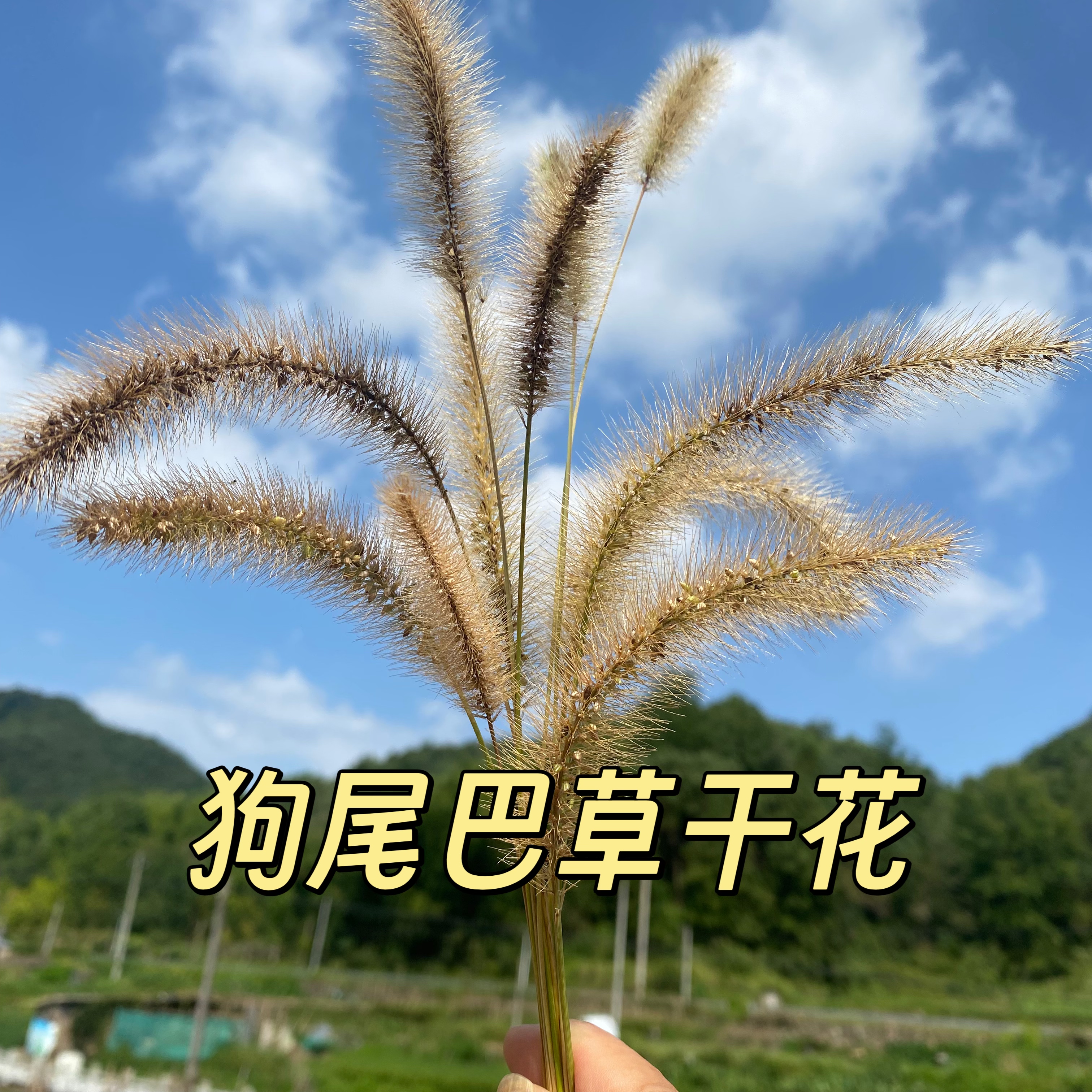 狗尾巴草干花新鲜狗尾巴草真花束干花/花瓣/干花包/