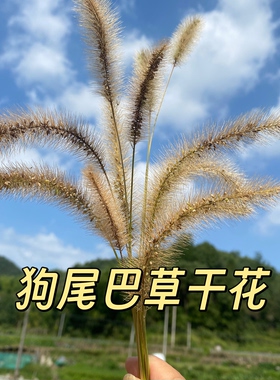 狗尾巴草干花新鲜狗尾巴草真花束摆件道具天然家居装饰风干自然