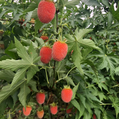 大果红树莓药用掌叶覆盆子大号角公苗蔷薇科五叶七裂覆盆子