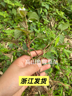 鱼腥草根苗折耳根新鲜盆栽地栽四季种植高山原生态苗