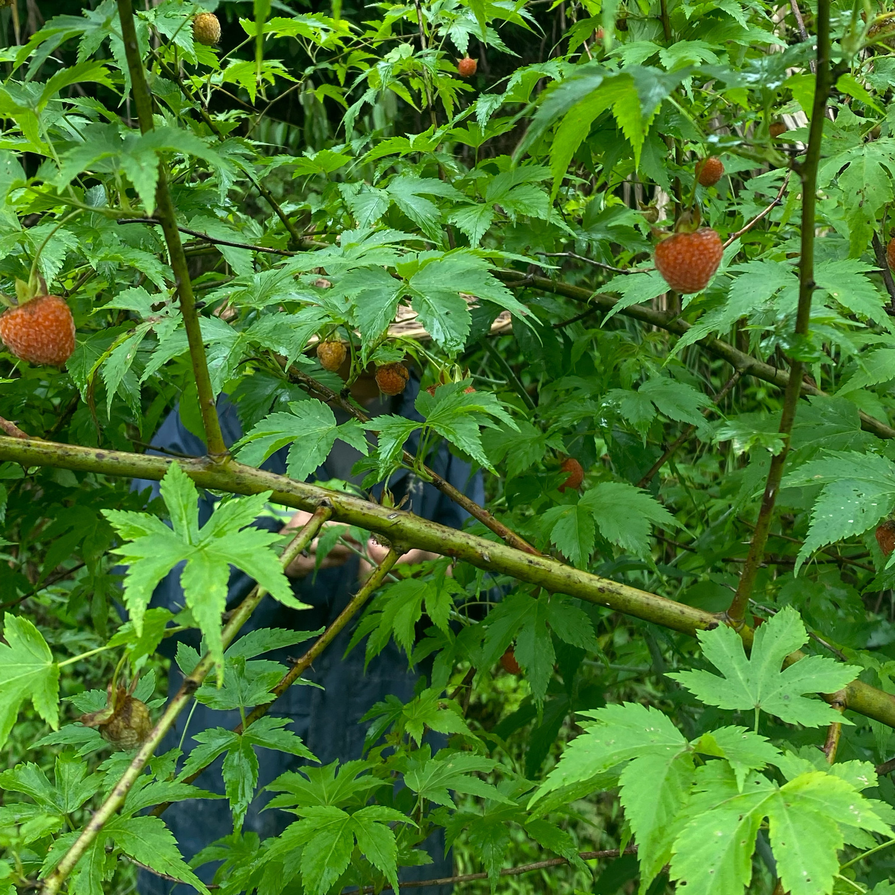 大果红树莓药用掌叶覆盆子大号角公苗蔷薇科五叶七裂覆盆子